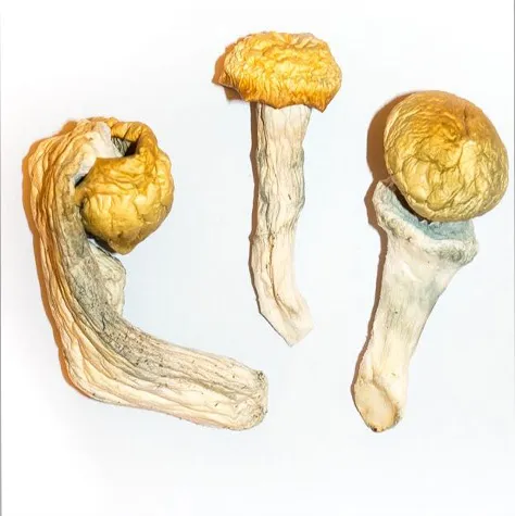 Penis Envy. This strain is one of the rarest and sought-after Psilocybe Cubensis amongst hardcore psychonauts. known to be the strongest and hard-hitting.